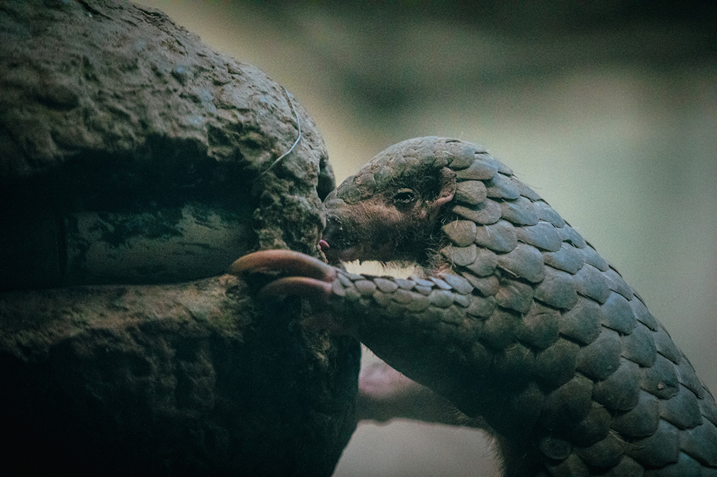 Wildlife experts estimate that nine out of 10 illegally trafficked pangolins are not detected by authorities.